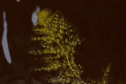 Image of Utricularia australis by (c) Christopher Stephens, some rights reserved (CC BY-SA)