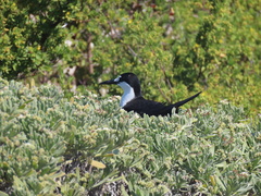 Tournefortia gnaphalodes