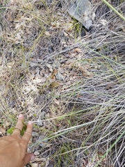 Rhinotropis lindheimeri