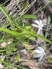 Caesia parviflora parviflora