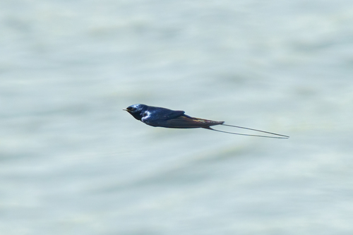 iNaturalist image