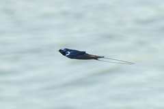 Hirundo atrocaerulea