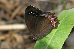 Gyrocheilus patrobas