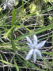 Caesia parviflora parviflora