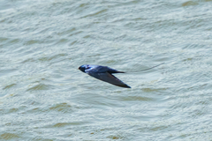 Hirundo atrocaerulea