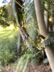 Trichonephila plumipes