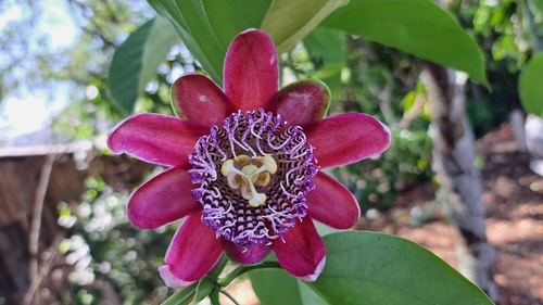 Passiflora alata