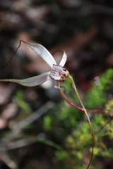 Caladenia venusta
