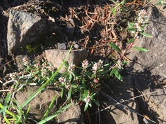 Polygonum nuttallii