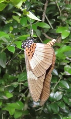 Acraea aganice aganice