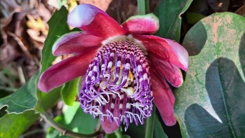 Passiflora alata