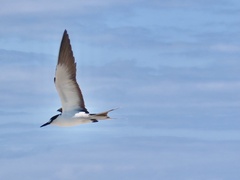 Onychoprion fuscatus