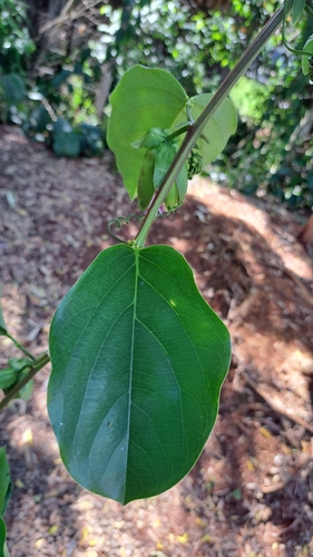Passiflora alata