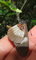 Acraea aganice aganice