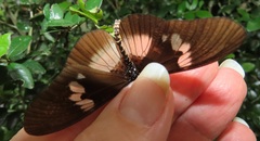 Acraea aganice aganice