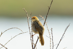 Cisticola