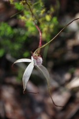 Caladenia venusta