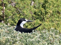 Onychoprion fuscatus