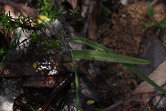 Caladenia venusta