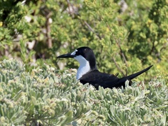 Onychoprion fuscatus