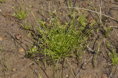 Isolepis levynsiana