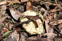 Laetiporus portentosus