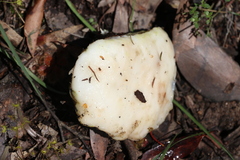 Laetiporus portentosus