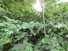Vachellia xanthophloea