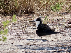 Onychoprion fuscatus