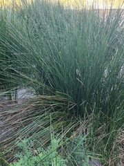 Elegia tectorum