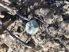 Lophophora diffusa