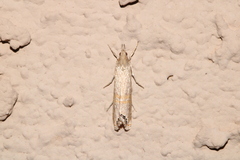 Euchromius ocellea