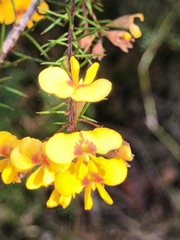 Dillwynia elegans
