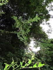 Vachellia xanthophloea