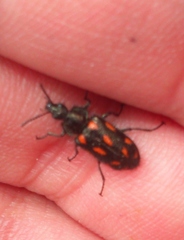 Astylus bourgeoisi