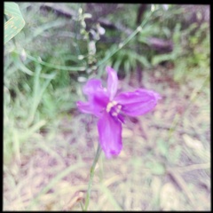 Arthropodium
