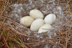 Branta canadensis maxima