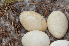 Branta canadensis maxima