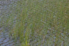 Eleocharis acuta