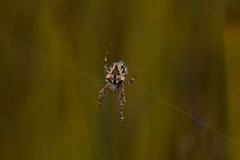 Backobourkia brouni