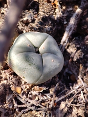 Lophophora diffusa