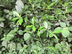 Peddiea africana