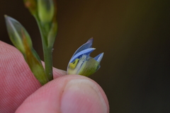 Thelymitra aemula