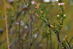 Austrolestes colensonis