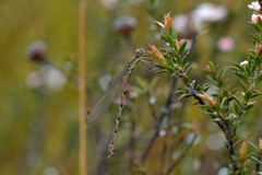 Austrolestes colensonis