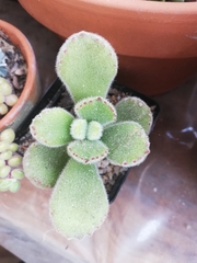 Cotyledon tomentosa