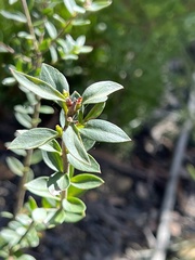Platysace lanceolata