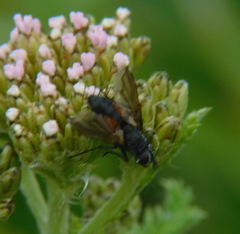 Eriothrix rufomaculata