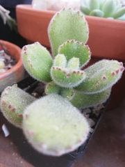 Cotyledon tomentosa