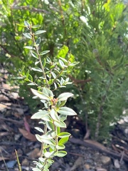 Platysace lanceolata